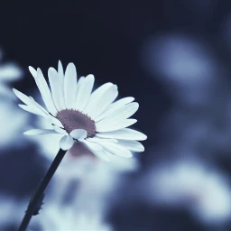 wppflowers flower white blue dark