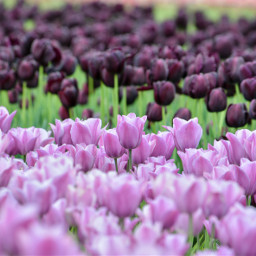 tulipfestival tulips flowers purple colorful