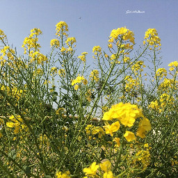 photography nature flower summer