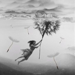 wapwindy blackandwhite dandelion flying dreams