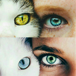 eyes colorful cute love cats