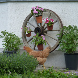 chicken wheel flowers