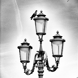 birthday lamplight street blackandwhite photography
